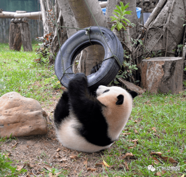新年到来大熊猫的礼物不止是竹子元素啦有鲜花铺成的地毯也有充满浓厚