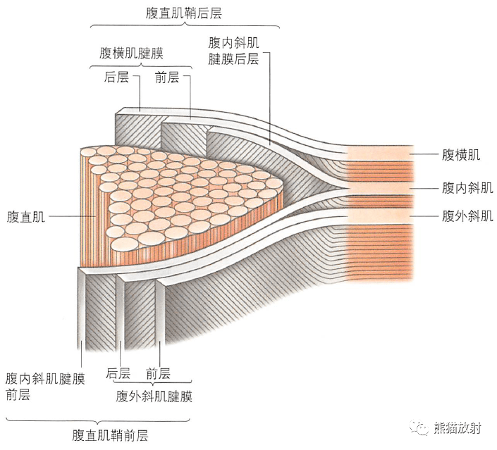 腹外斜肌腱膜两层的概念腹股沟管的深层结构↓ 内容节选自:《格氏解剖