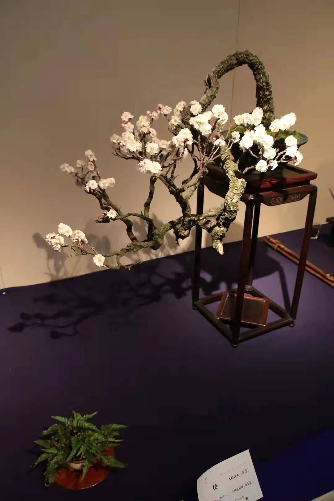 2022日本第九十六届国风展正在东京举行