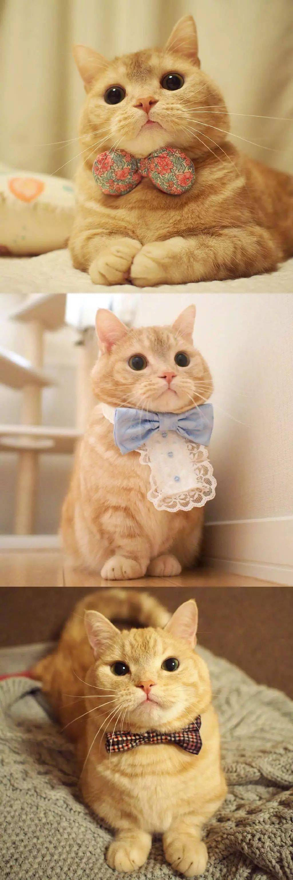 生活是不会为难我这只小橘猫的,毕竟这么可爱~_红包_身材_生活