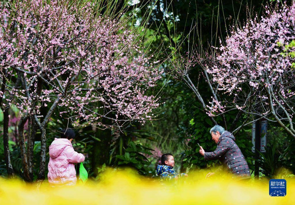 梅花,梅花,春意|梅花绽放春意浓