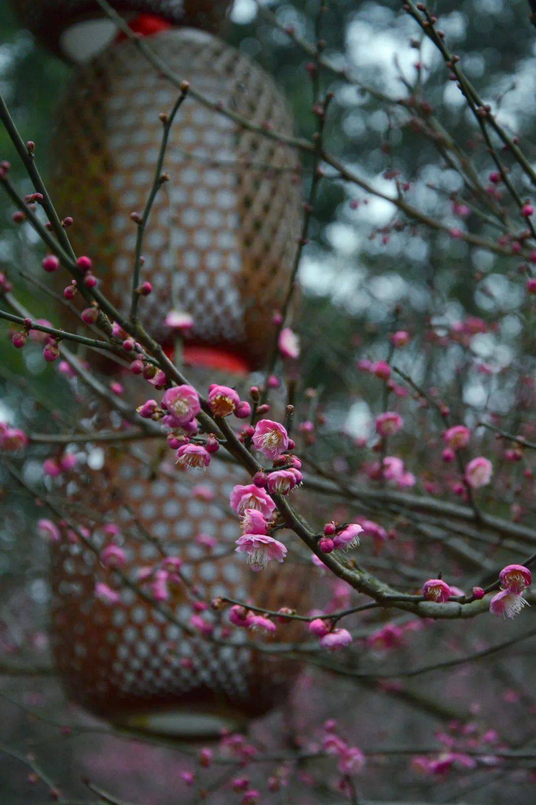 梅花|春雨润春花！周末升至14℃，成都第一抹春色速速安排