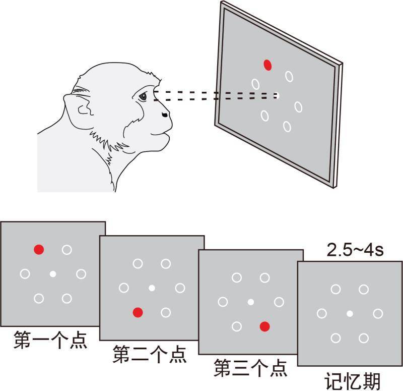 信息|序列记忆如何在大脑中存储？猕猴大脑新研究推翻经典假设