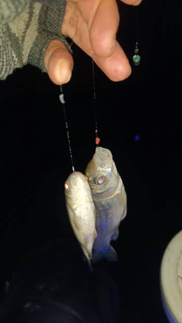 年度夜钓之战成功收官,喜迎虎年!_鱼获_天气_饵料