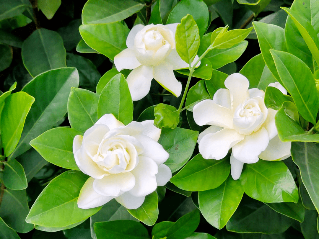 外甥正月不剃头 8种花正月不能剪 还要再忍1个月 修剪 开花 花苞