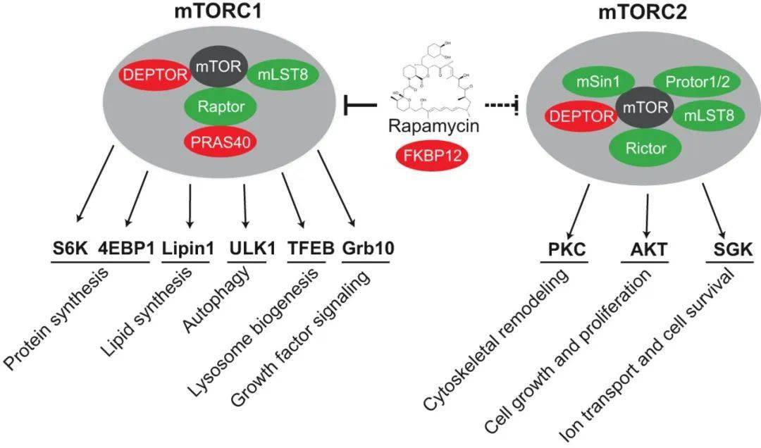 mtor(哺乳动物雷帕霉素靶标)是一种分子量为289 kda的丝氨酸/苏氨酸