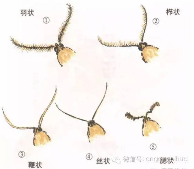 蛾的工笔及写意画法_触角_蚕蛾_绒毛