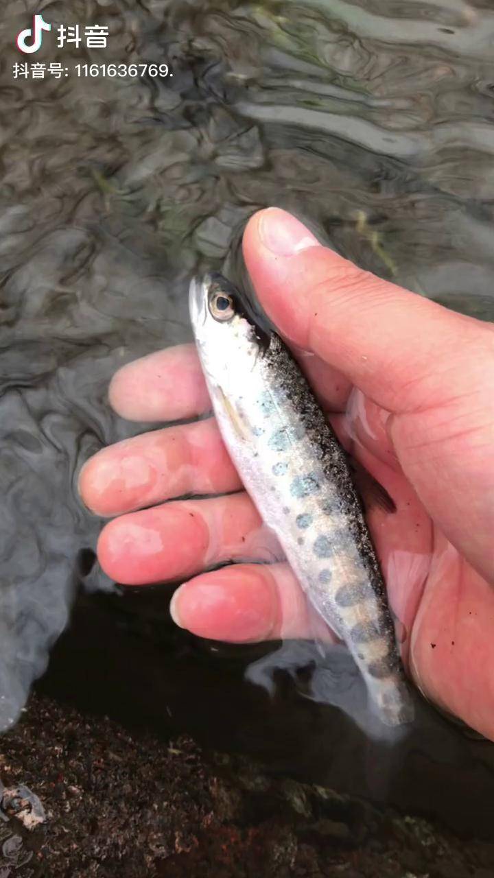 被称为山间女王的山女鱼日本北海道溪流路亚_山女鱼_日本_北海