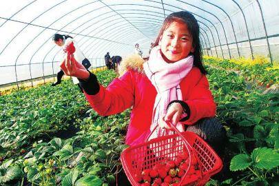 安富街道|一亩地获利 2 万多 小草莓鼓起村民钱袋子