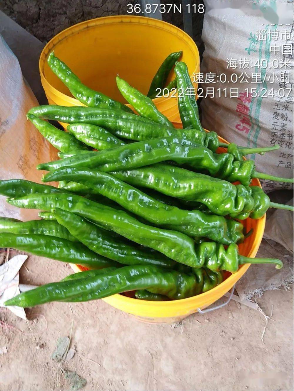 龙椒,主要是供应着四个超市,成为抢手货,每天供应1200斤左右,价格要比