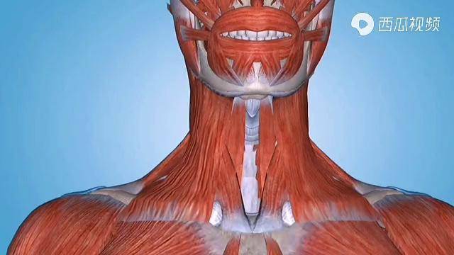 不可忽視的頸深屈肌頸長肌推拿解剖