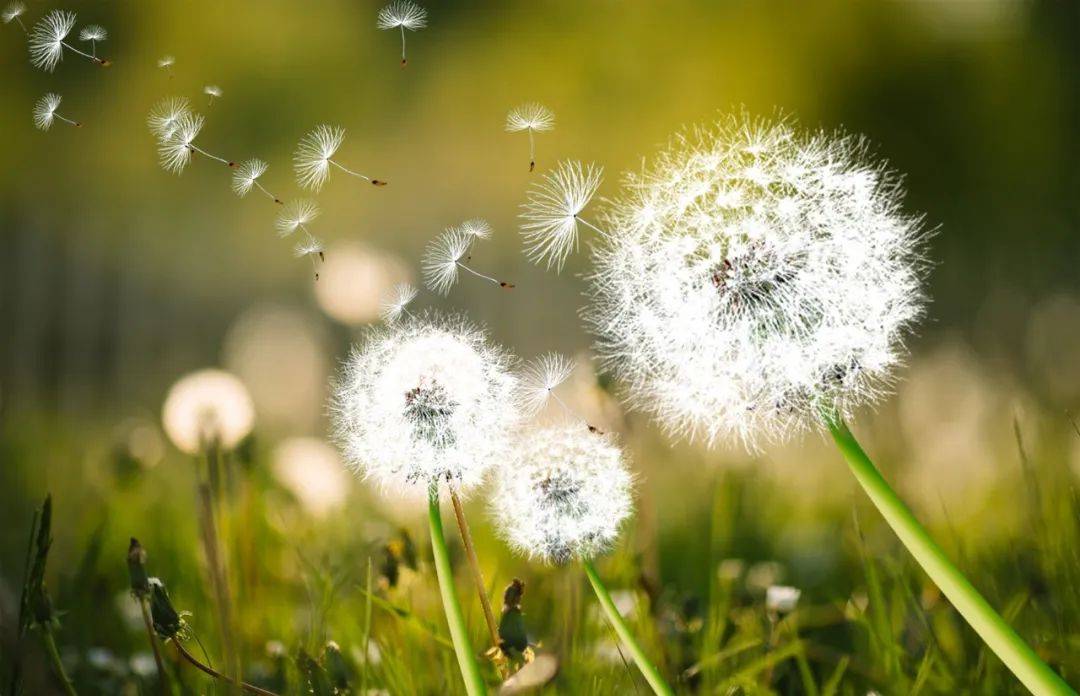 小到蒲公英的种子那样 | 方圆读诗_美德_肉身_传播学
