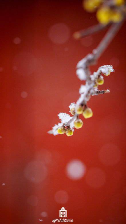 琉璃瓦|如期而至！故宫春雪