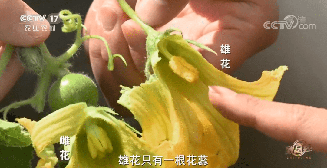 温度低,雌花就开得多;温度高,雄花就开得多.