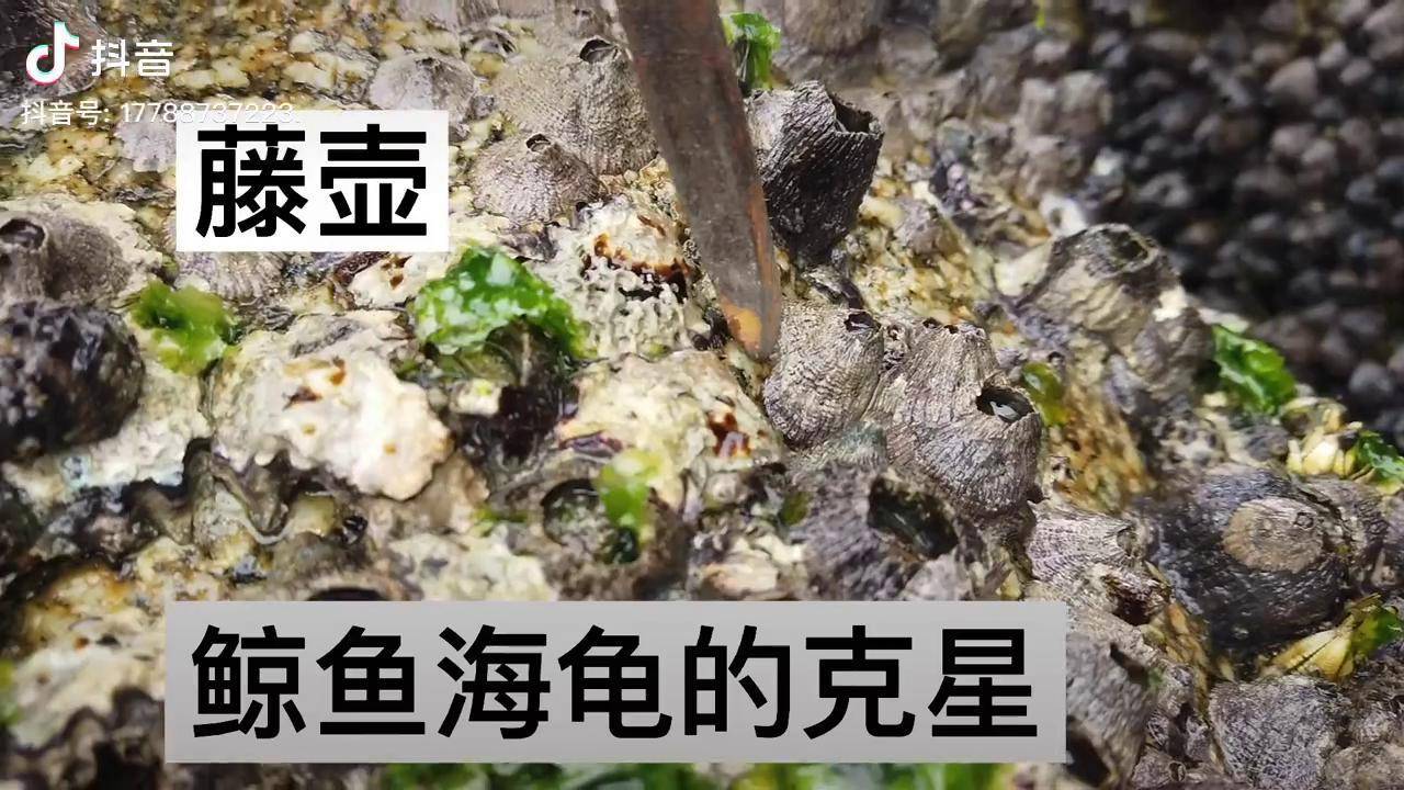 这个就是藤壶了海龟鲸鱼的克星今天我们给海边石头清理一下寄生藤壶