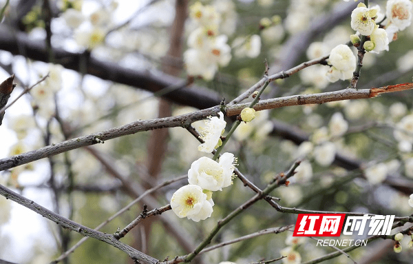 冷空气|湖南新田：白梅花开春意闹