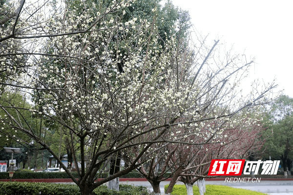 冷空气|湖南新田：白梅花开春意闹