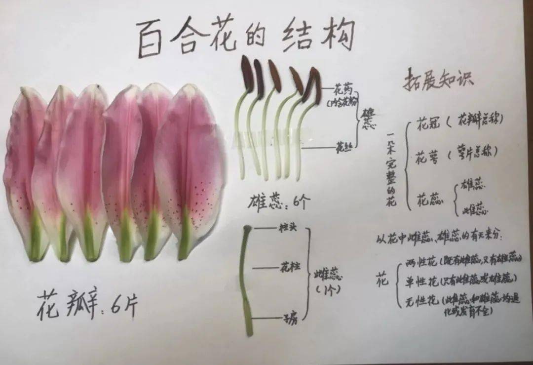 花贴图科学初一作业图片