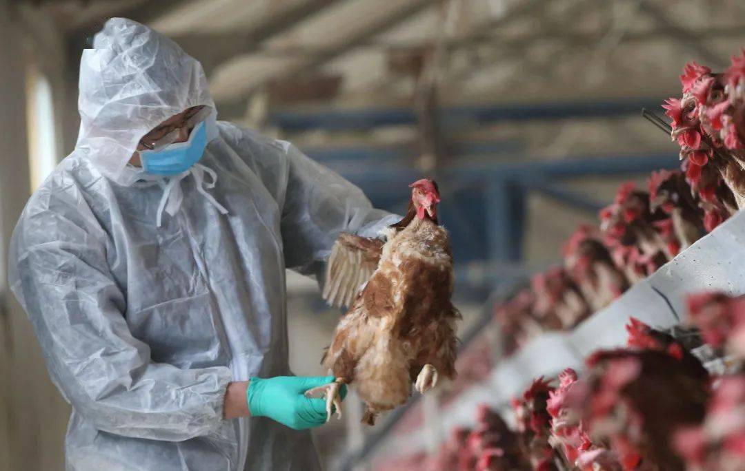 加拿大爆发禽流感!致死率60%!超市常见鸡块被召回!_进行_鸟类_死亡率