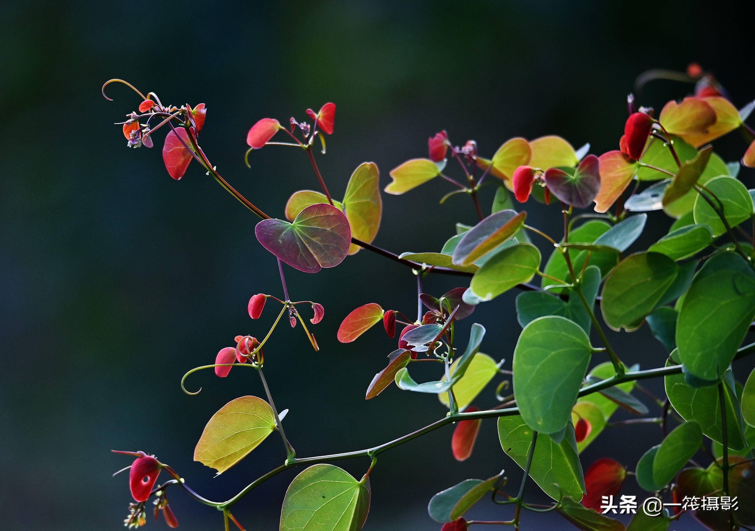 逆光之藤囊托羊蹄甲