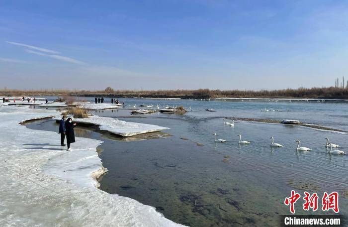 白精灵|新疆开都河“天鹅湾”：数百羽“白精灵”引游人