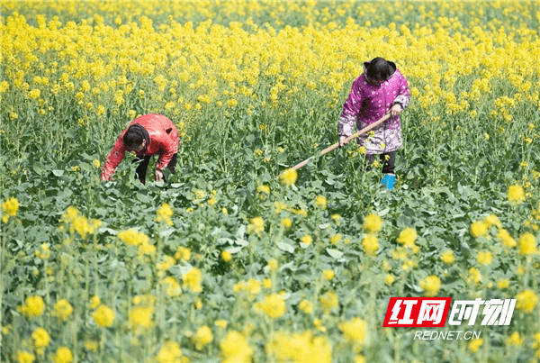 油菜花|湖南道县：春光好 享时光 忙春耕