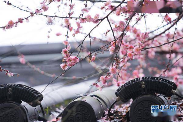 梅影芳|元宵佳节 良辰“梅”景