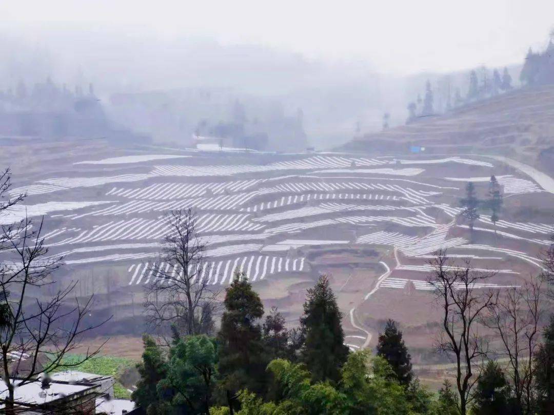 新春走基层织金县化起镇春耕正当时田间地头忙