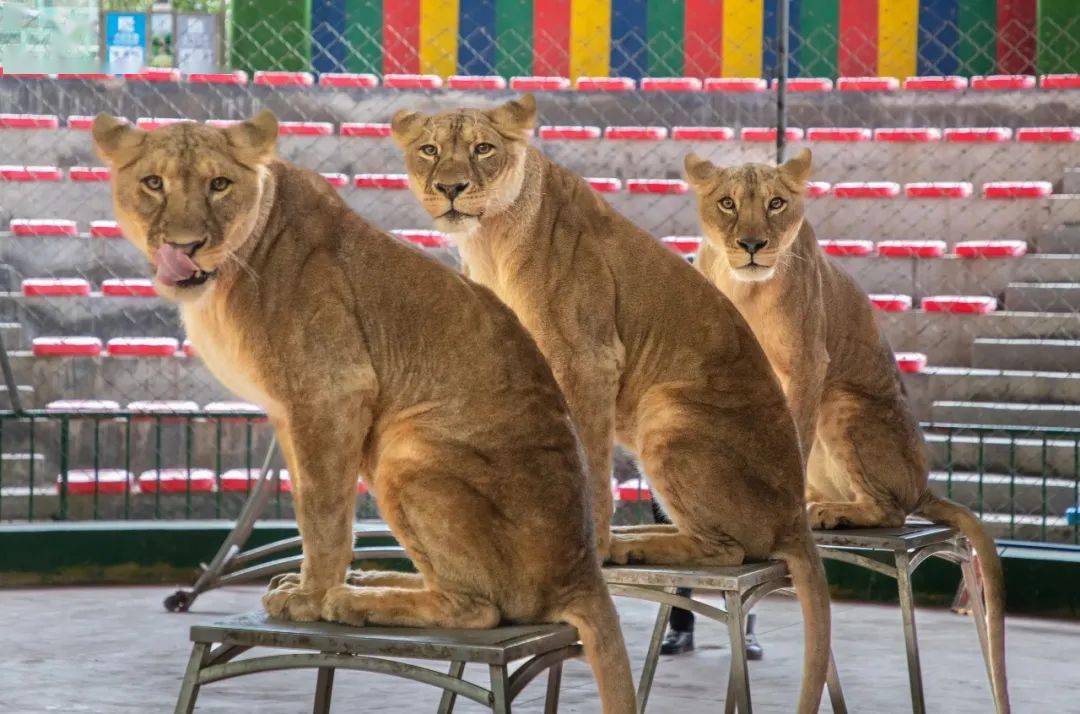 金華動物園特惠享10次遊樂項目還送白虎玩偶