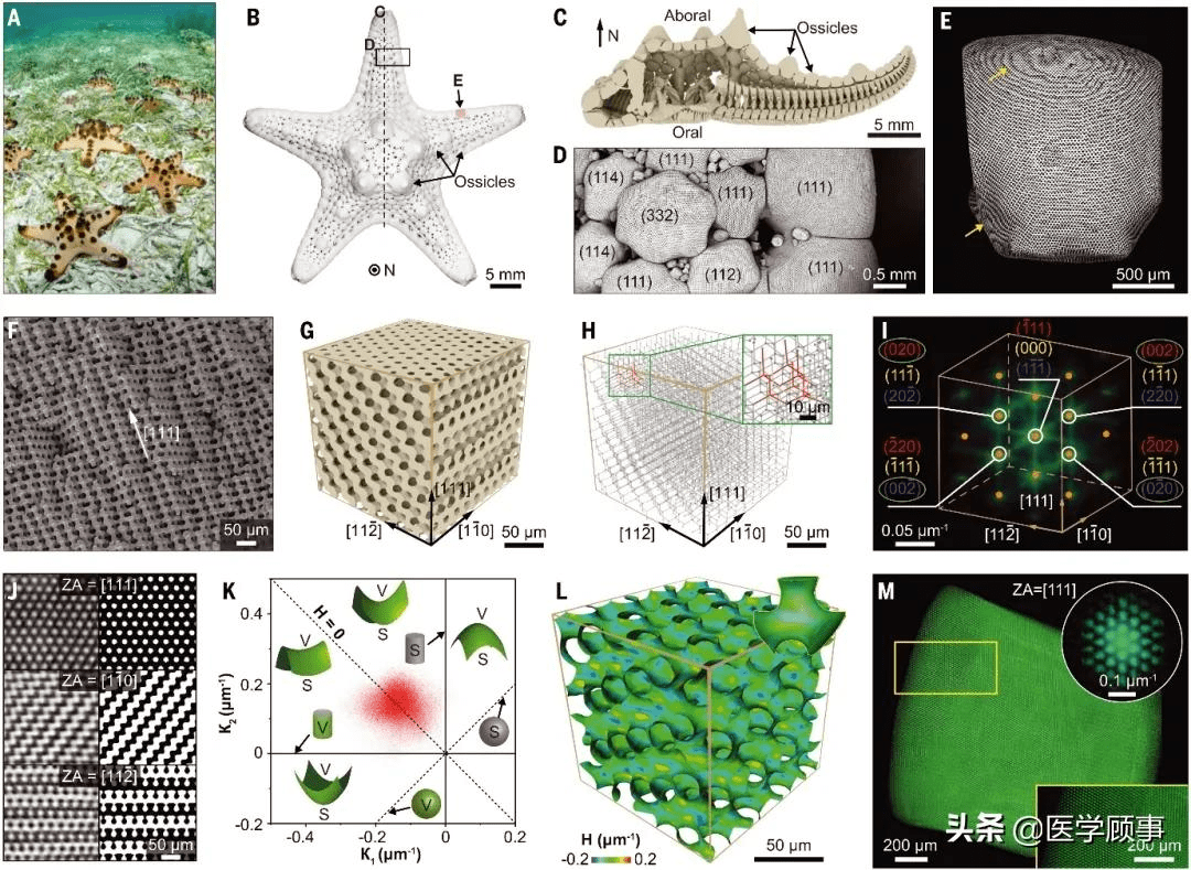 海星生物矿化骨骼登上登上science封面这结构太漂亮了