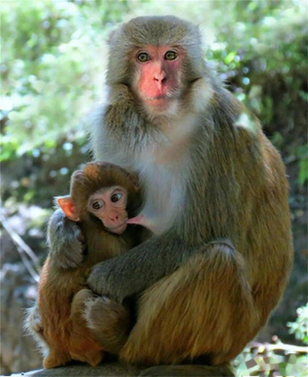 我市启动"十大珍禽异兽"网络评选活动