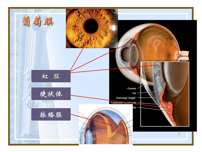 葡萄膜可分為前,中,後3部分,即前部的虹膜,中部的睫狀體和後部的脈絡