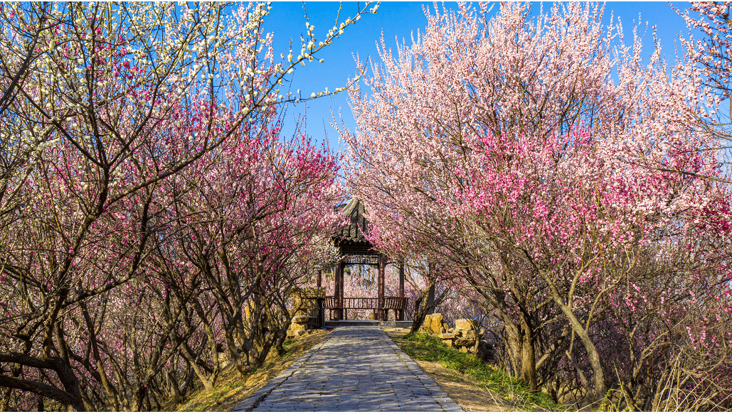 惊艳扬州这些地方的梅花已绽放