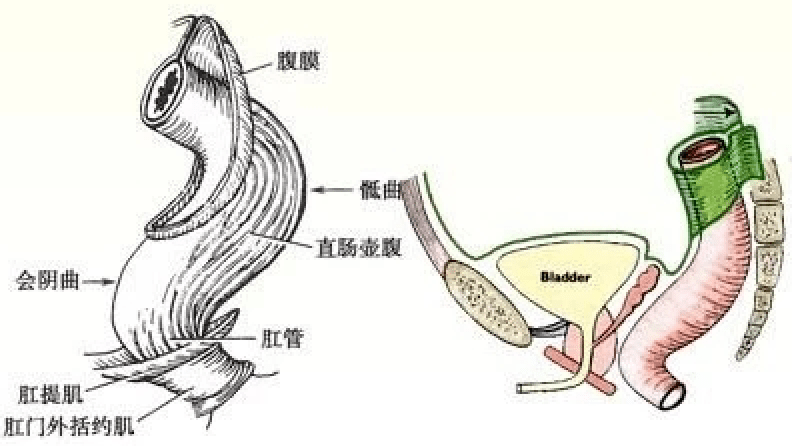直肠虽然叫作直肠,但它并不是直的,直肠有2个弯曲(直肠骶曲,会阴曲)和