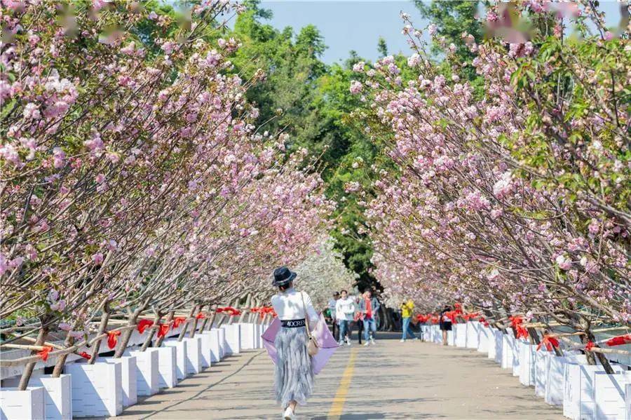 龙华80元抢观澜湖生态运动公社樱花节成人套票