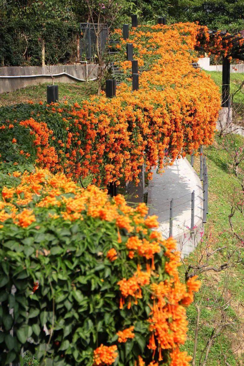 广州周边看花的景点图片