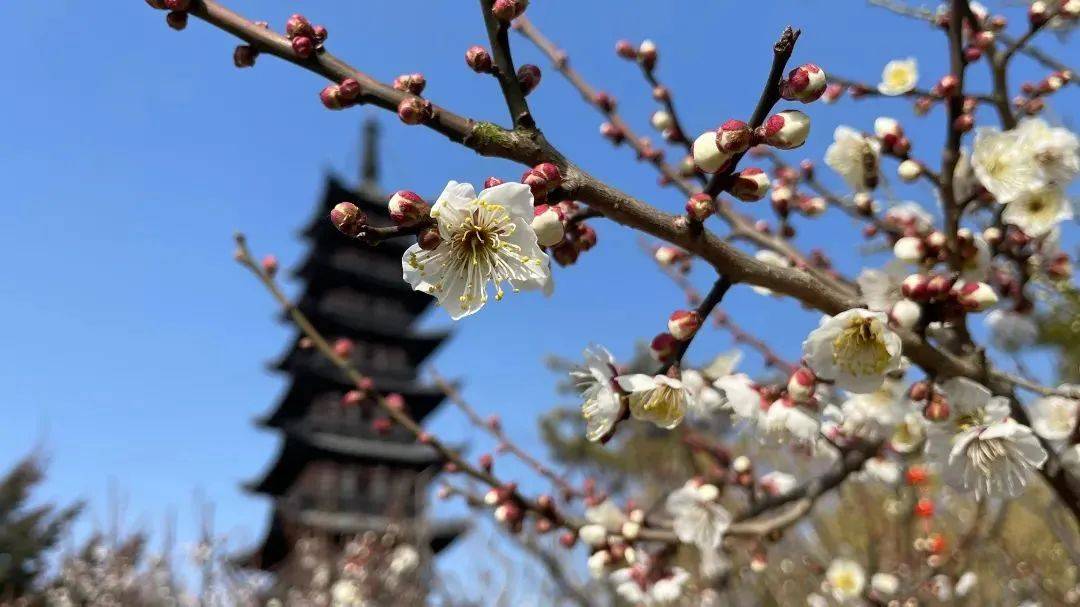 门票|梅花季上线！你要的古风红墙映梅高清图都在这里啦