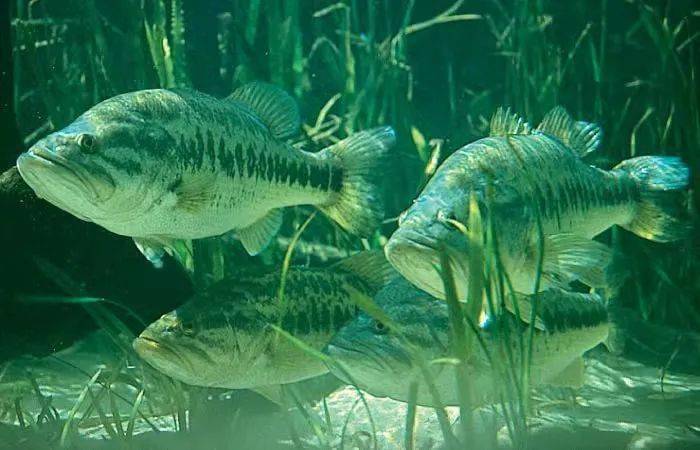 养殖者应当履行农产品质量安全第一责任,对生产销售的大口黑鲈进行