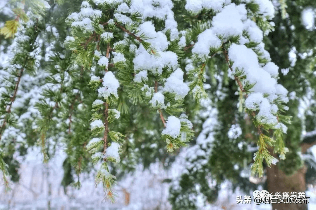 吴昆|雪落长岛 芳华刹那