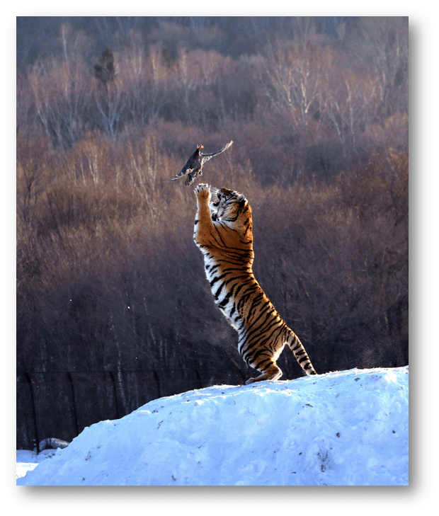 虎啸‖王者归来(上)_老虎_东北虎_山林