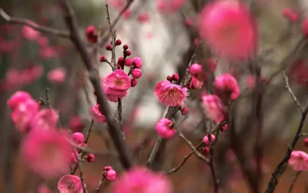 门票|梅花季上线！你要的古风红墙映梅高清图都在这里啦