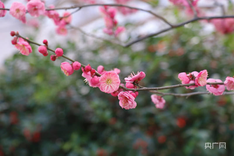 梅川|沪上寻花｜“梅”景正当时