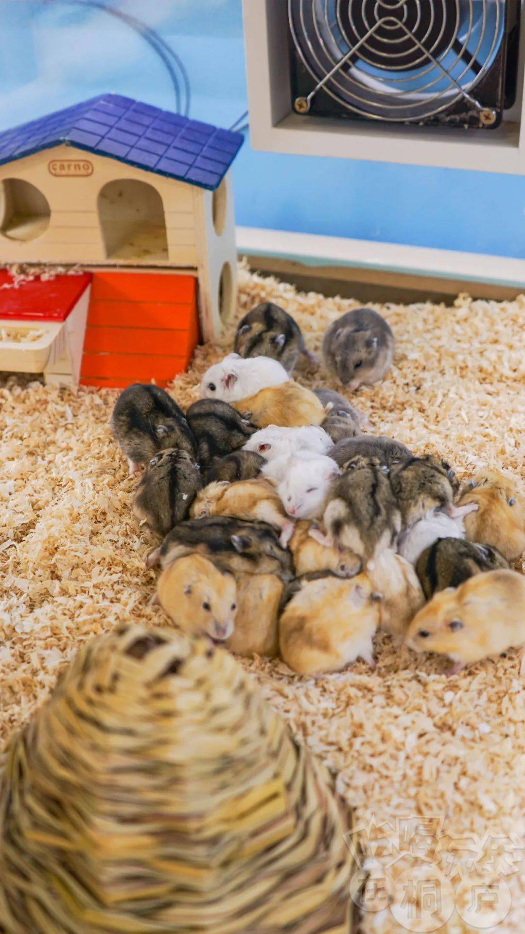 299享萌宠互动套餐喂兔斯基钓仓鼠喂哈姆太郎超多项目邀你萌娃来打卡