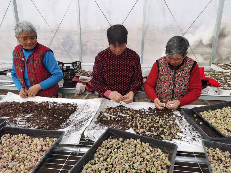 新春走基层丨泗阳爱园 多肉种植富民增收 植物 爱园镇 葛晓敏