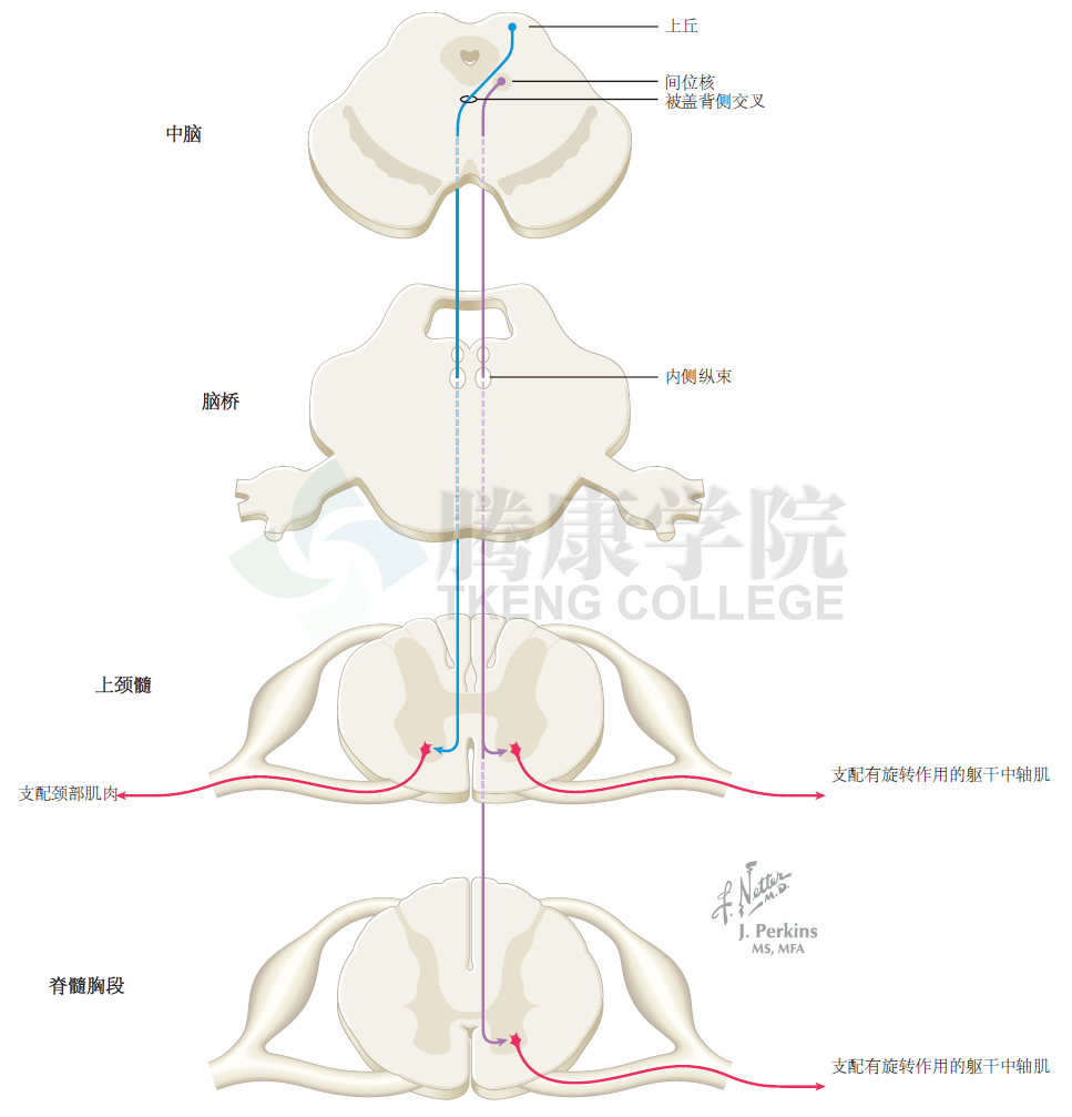神经解剖学顶盖脊髓束和间位脊髓束