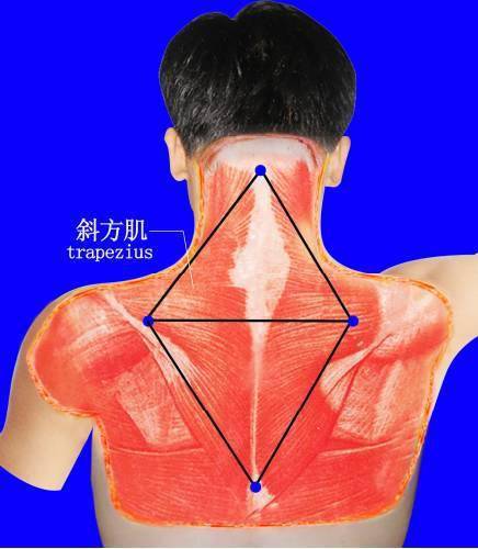 人體軟組織立體三角平衡原理學說_頭頸部_培訓_肩胛