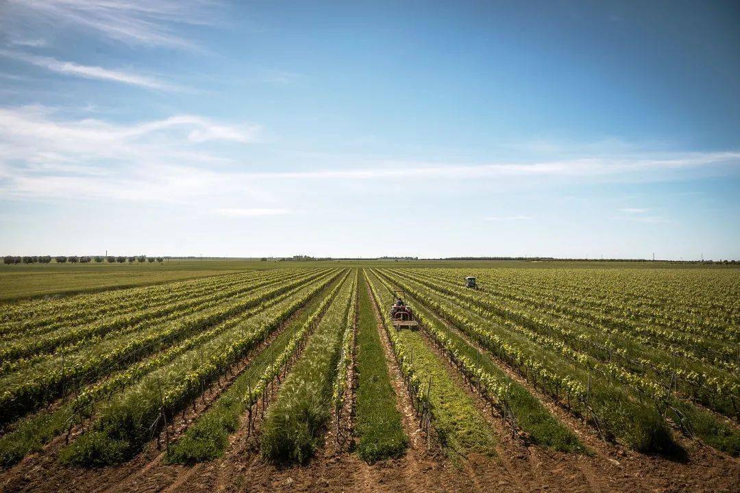 The|伯爵和他的珍酿