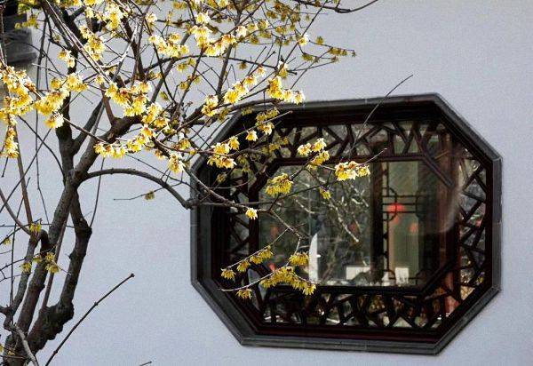 上海|限时观赏！上海多家公园蜡梅和梅花同时绽放