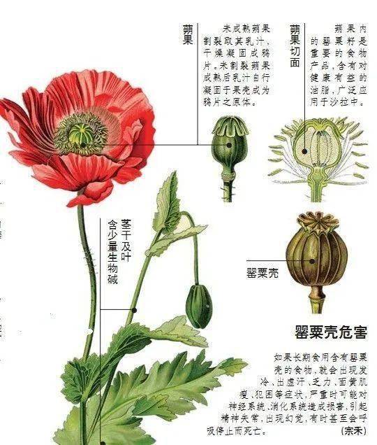 这种"菜"不能吃,更不能种!_罂粟_种植_植物