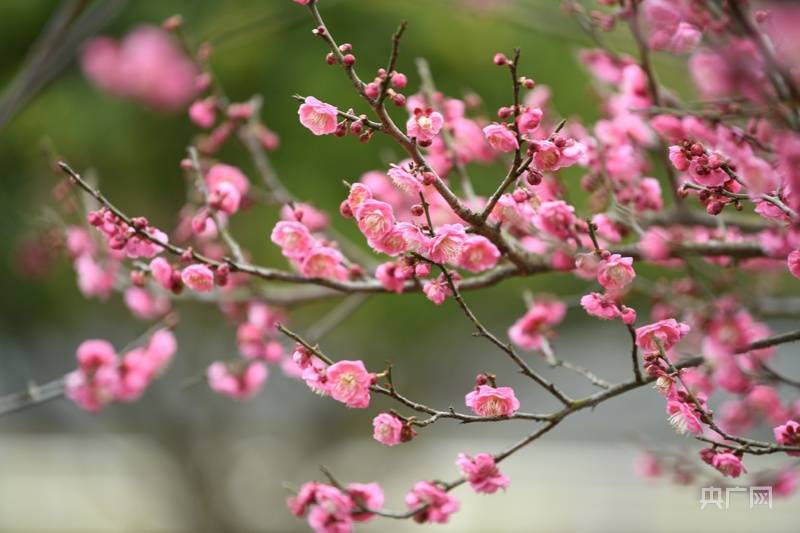 南湖|【赏花正当时】红梅绽放迎春来 清香四溢惹人醉